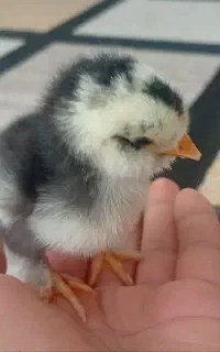 جوجه نژاد کوشین زیبا