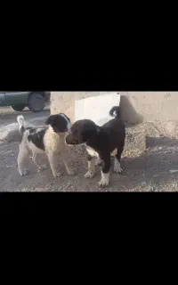 توله.سگ