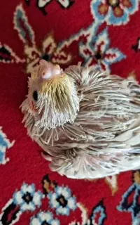 عروس هلندی