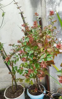 فروش گلهای زینتی