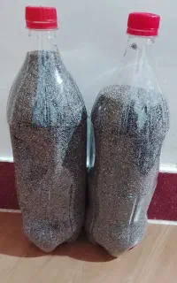بذر