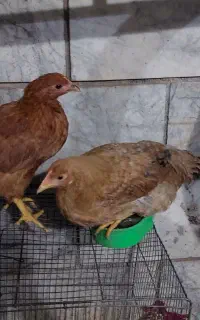 فروش مرغ و خروس