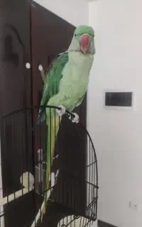 شاه طوطی