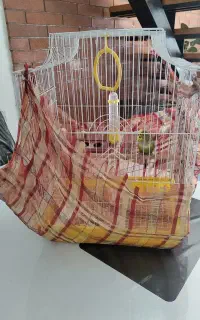 دو مرغ عشق