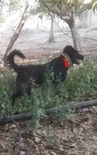 سگ گله ایی و گلخانه ایی