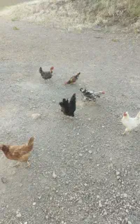 تخم مرغ گلین