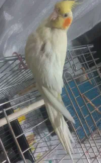 عروس هلندی ماده ( گم شده )