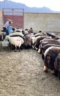 تعداد ۲۰۰ راس بره نر و ماده
