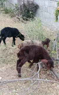 بره ریز