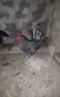 خروس سرحال بزرگ