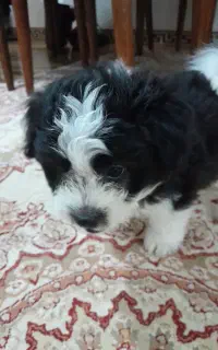 سگ.