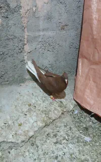 کفتر سرخ دم سفید
