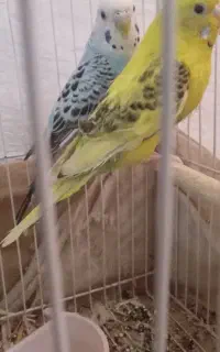 مرغ عشق