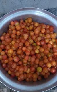آلوچه‌شیرین