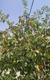 آبیاری ،باغبانی