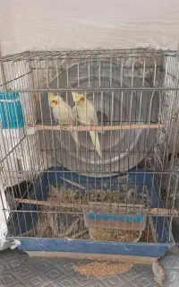 عروس هلندی با قفس و وسایل