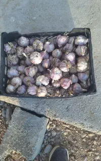 سیرمحلی