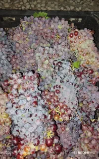 انگور روچه