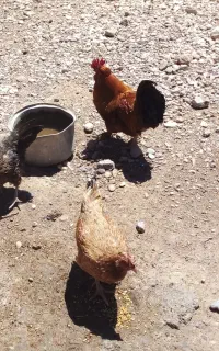 مرغ وخروس محلی