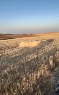 فروش کاه  گندم دیم
