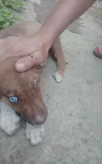 سگ نژاددار هاسکی مقاوم گرما