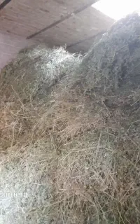 فروش علف و یونجه