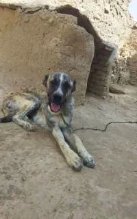 سگ افغان