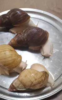 حلزون