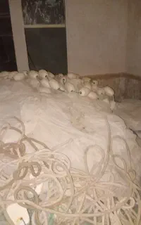 تور محاصره ای