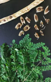 مورینگا (درخت معجزه)