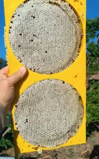 عسل طبیعی ناصری