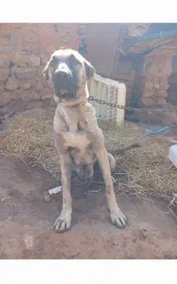 سگ پژدر ماده