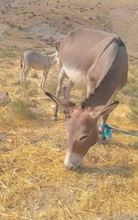دو عدد الاغ