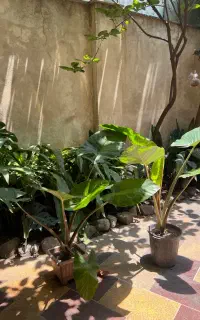 گل باباادم