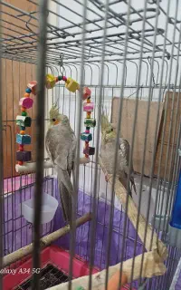 عروس هلندی