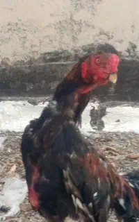 یک خروس لاری اصیل مناسب گله