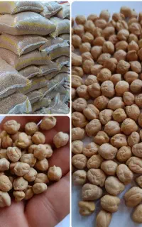 خریدار نقد نخود و خشکبار شما