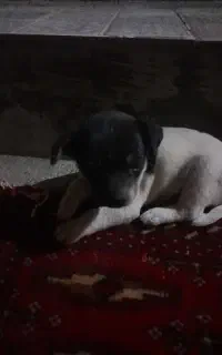 توله سگ پاکوتاه
