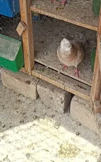 کبوتر