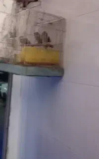 گلبسر