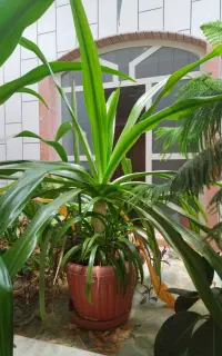 گل زینتی سوسن گرمسیری