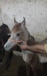 خریدو فروش انواع اسب عرب دوسر خارجی دوخون کرد....
