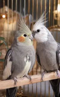 عروس هلندی