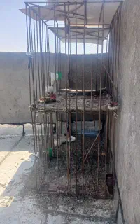 قفس خروس