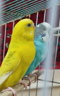 مرغ عشق نر و ماده