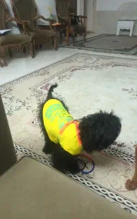 گمشده