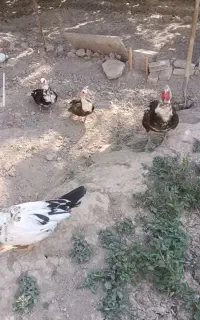 فروش اردک