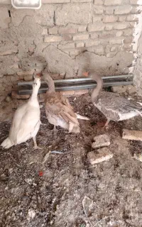 غاز دوساله