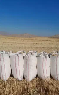 کاه گنوم و جو