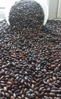 بذر لوبیا سبز فروشی